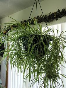 spider plant-air-purifying plants, Milford, Boxborough MA